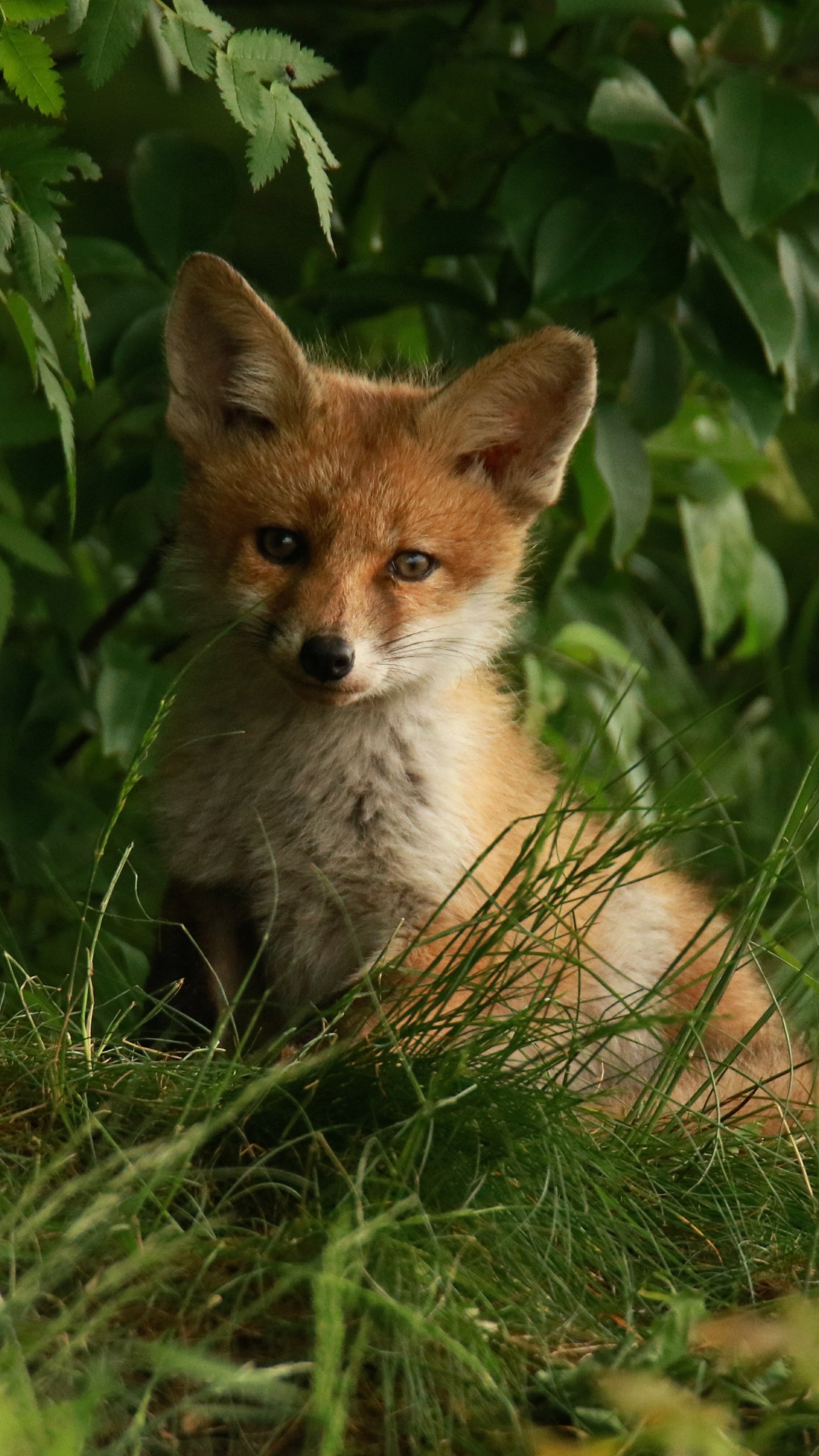 Cute Fox Wallpaper 1 Cute Fox Wallpaper 6