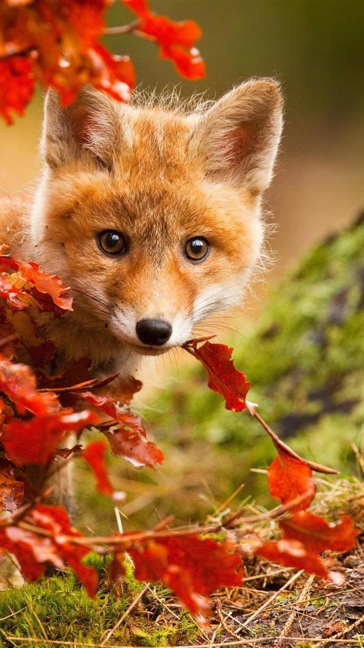Cute Fox Wallpapers 1 Cute Fox Wallpapers