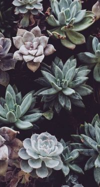 Cute Plant Wallpaper