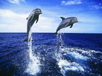 Dolphin Desktop Wallpaper