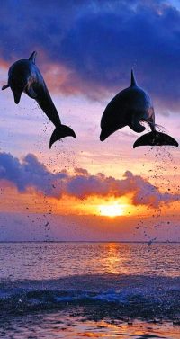 Dolphin Sunset Wallpaper 3