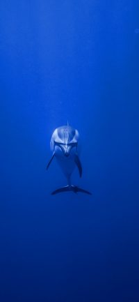 Dolphin Wallpaper 11