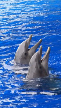 Dolphin Wallpaper 2