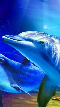 Dolphin Wallpaper 3