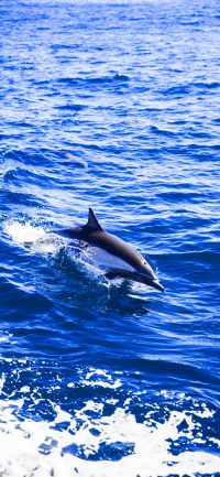 Dolphin Wallpaper 5