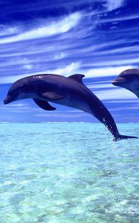Dolphin Wallpaper 7