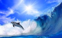 Dolphin Wallpaper Desktop 2