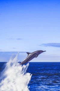 Dolphin Wallpaper iPhone 2