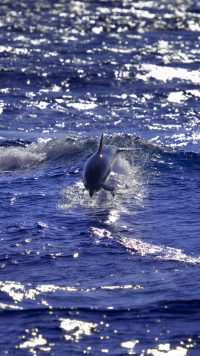 Dolphin Wallpaper iPhone