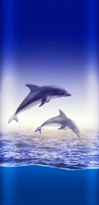 Dolphin iPhone Wallpaper 2