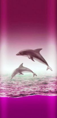 Dolphin iPhone Wallpaper 3