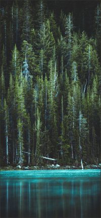 Forest Lock Screen