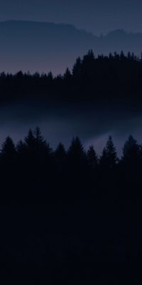 Forest Night Wallpaper