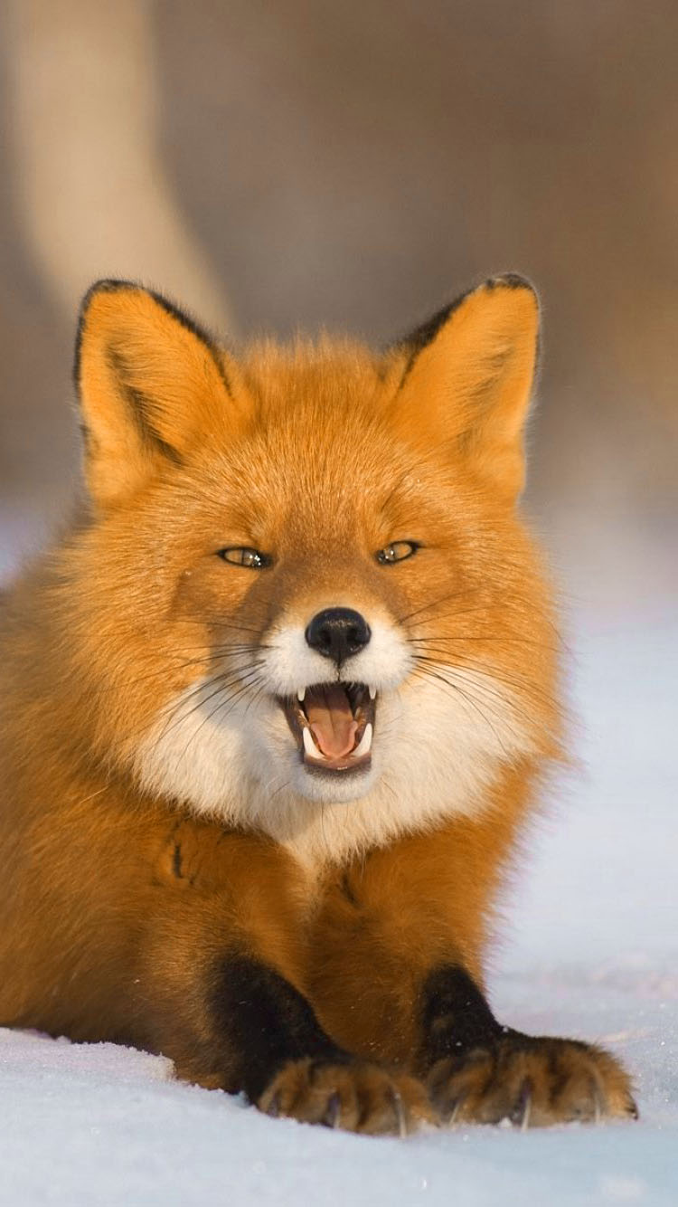 Fox Wallpaper 1 Fox Wallpaper 2