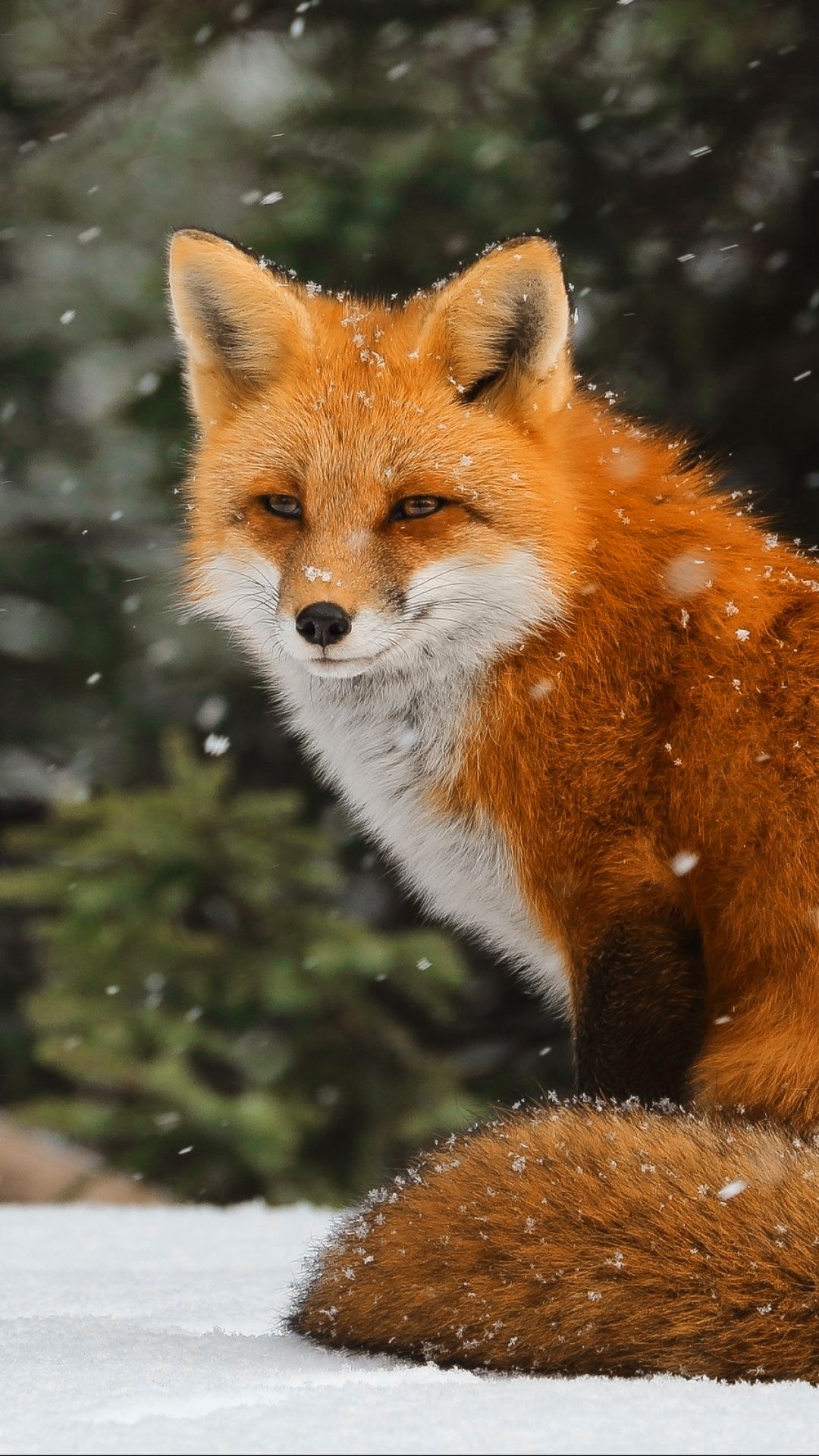 Fox Wallpaper - KoLPaPer - Awesome Free HD Wallpapers