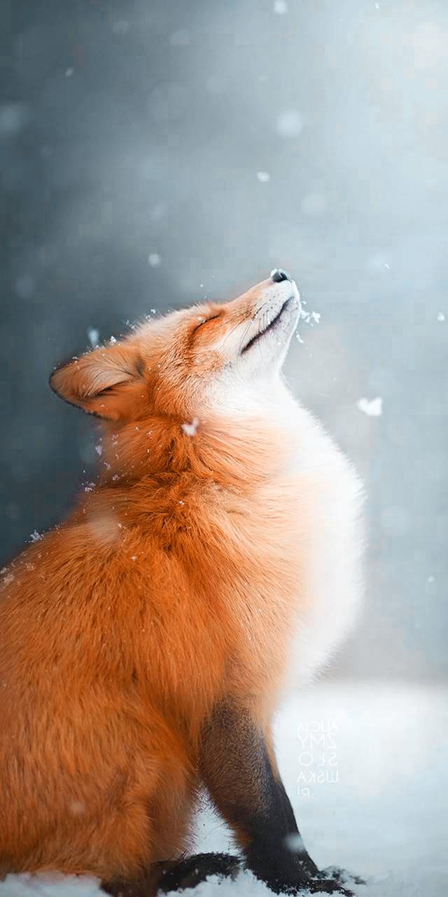 Fox Wallpaper 1 Fox Wallpaper 5