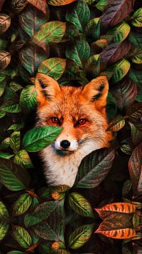 Fox Wallpaper 9