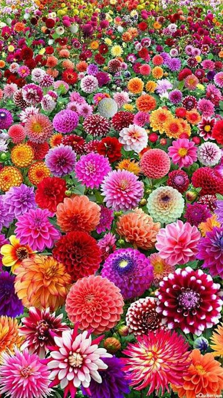 Garden Flowers Wallpaper 2