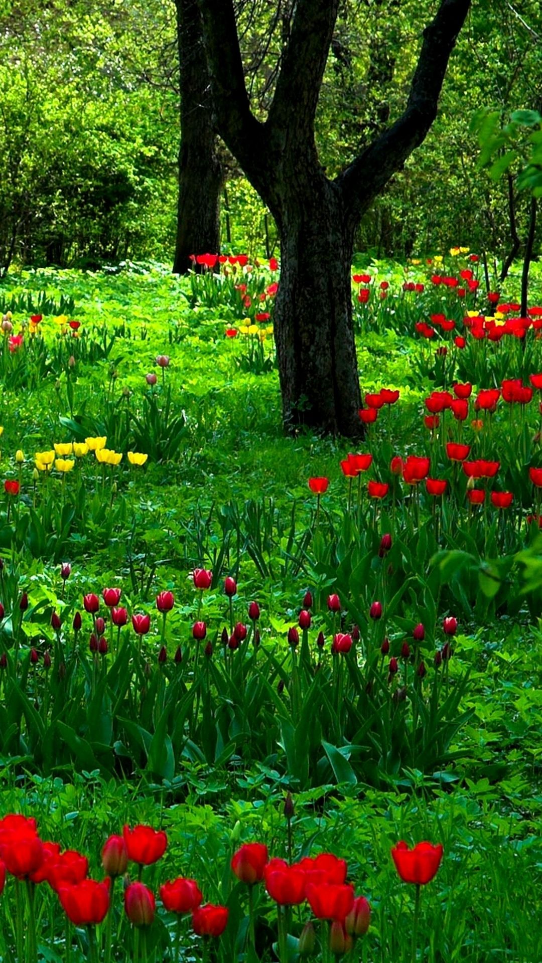 Garden Wallpaper iPhone 2