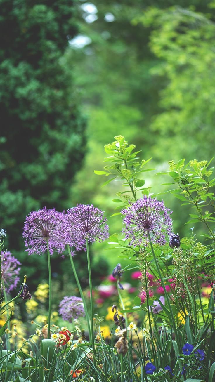 Garden Wallpaper iPhone 3