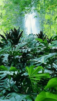 Jungle Background 2