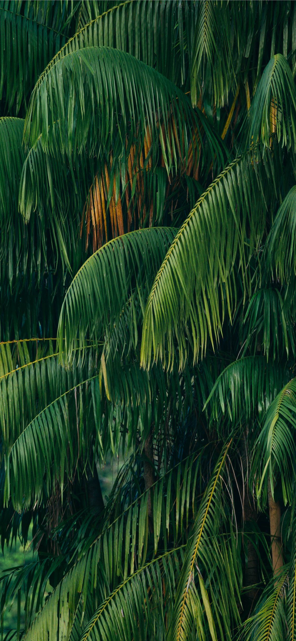 Jungle Plants Wallpaper 2