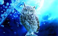 Owl Wallpaper 7