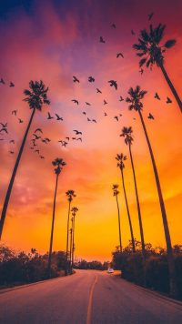 Palm Tree Sunset Wallpaper