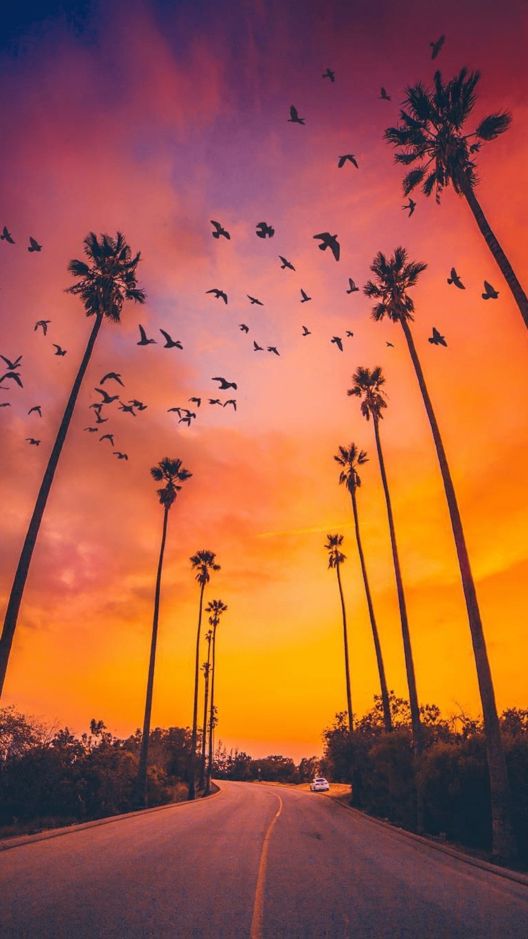 Palm Tree Sunset Wallpaper - KoLPaPer - Awesome Free HD Wallpapers