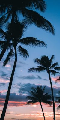 Palm Tree Wallpaper