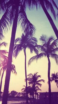 Palm Tree Wallpaper 3