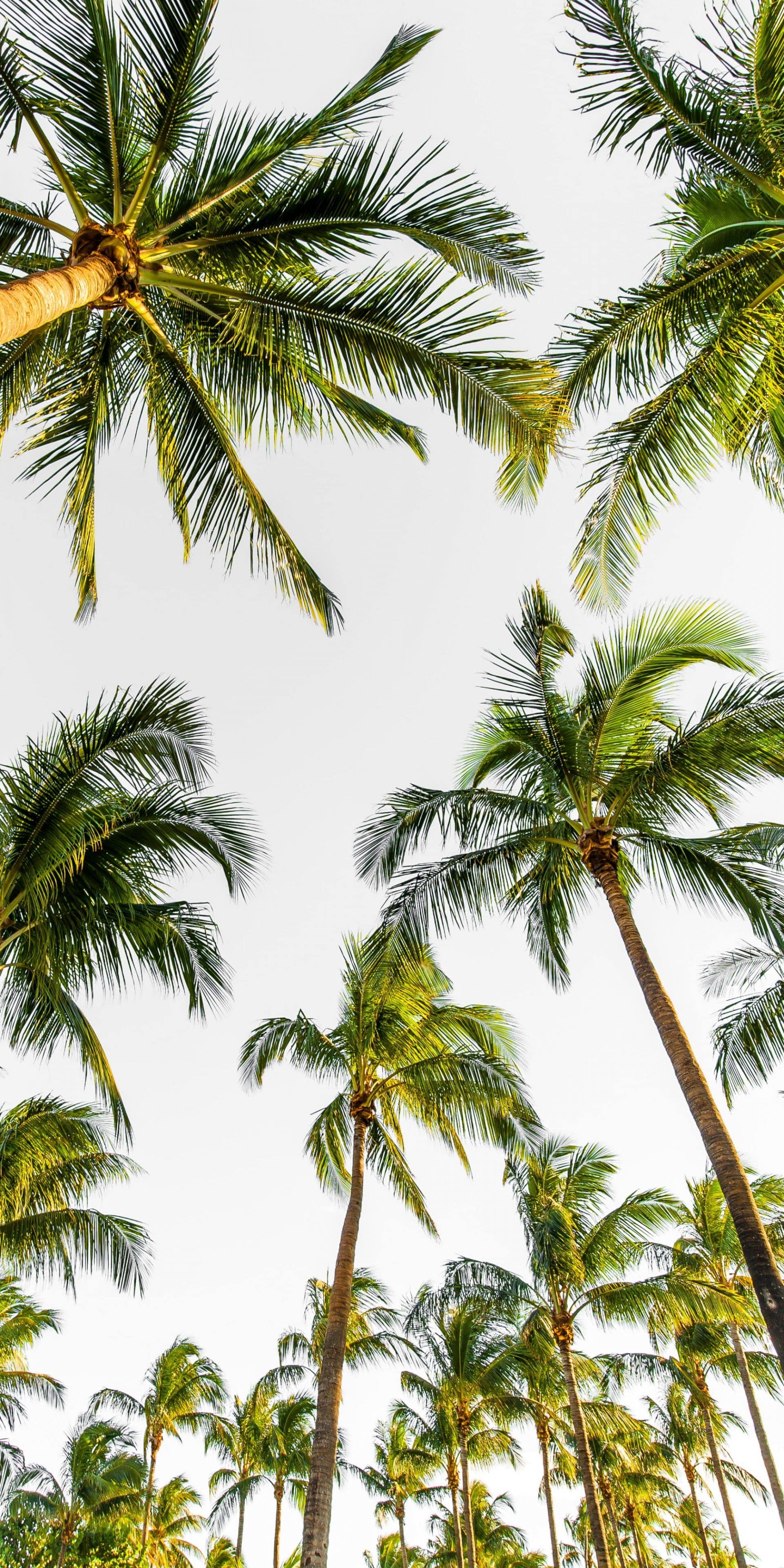 Palm Tree Wallpaper iPhone
