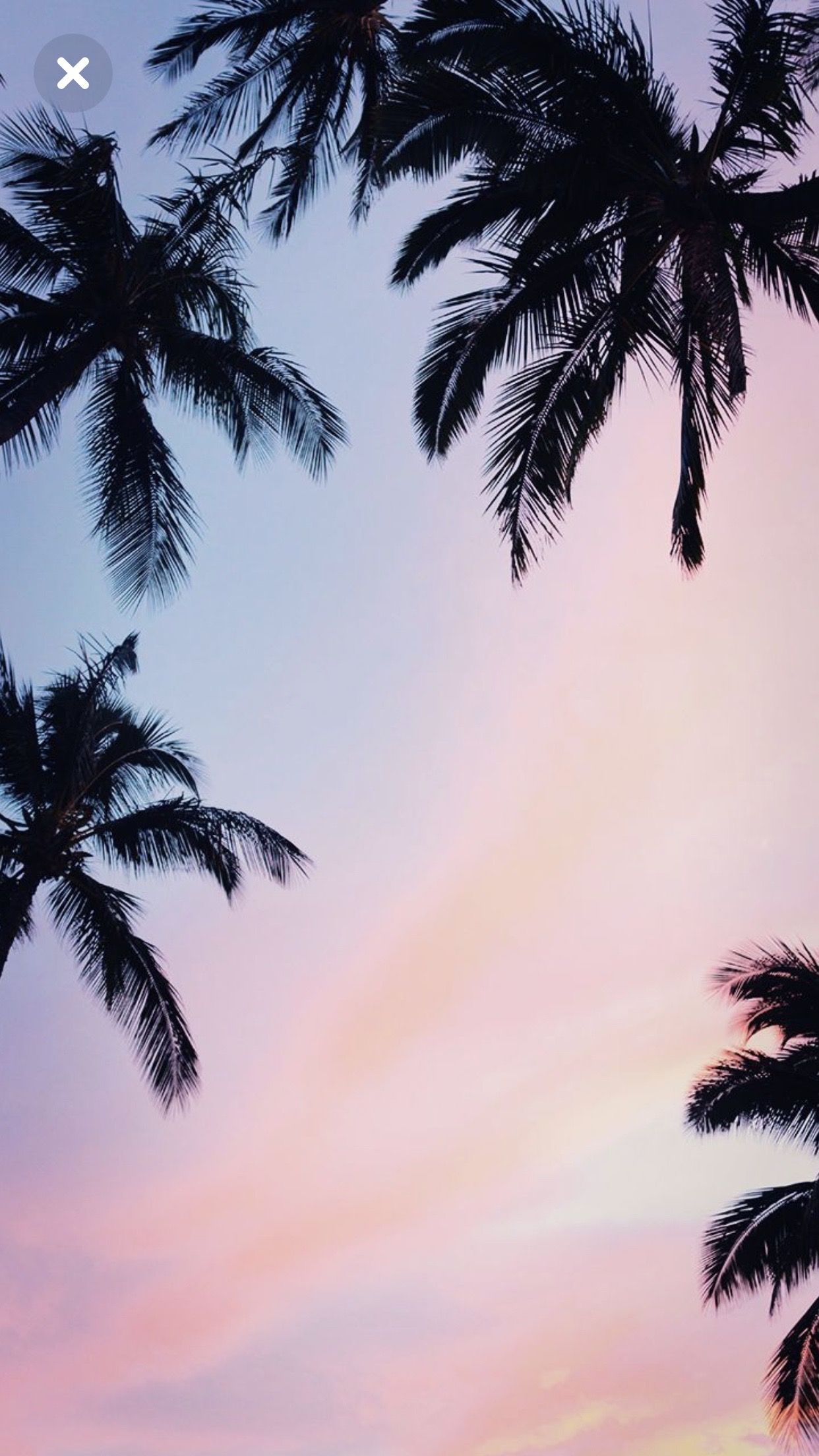 Palm Tree Wallpapers - KoLPaPer - Awesome Free HD Wallpapers