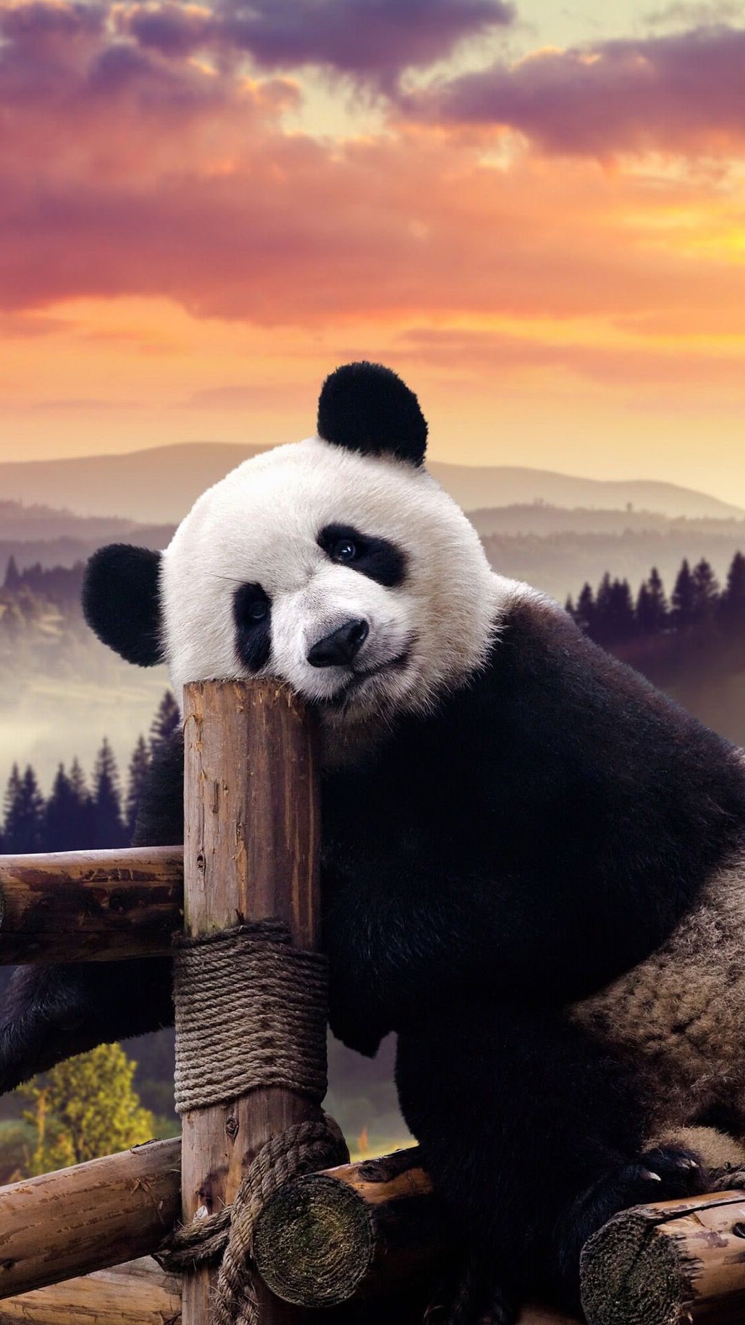 Awesome Wallpaper Panda Pictures Images - Riset