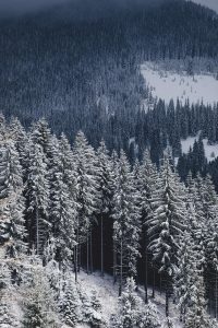 Snow Forest Wallpaper 2