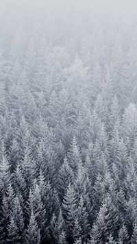 Snow Forest Wallpaper