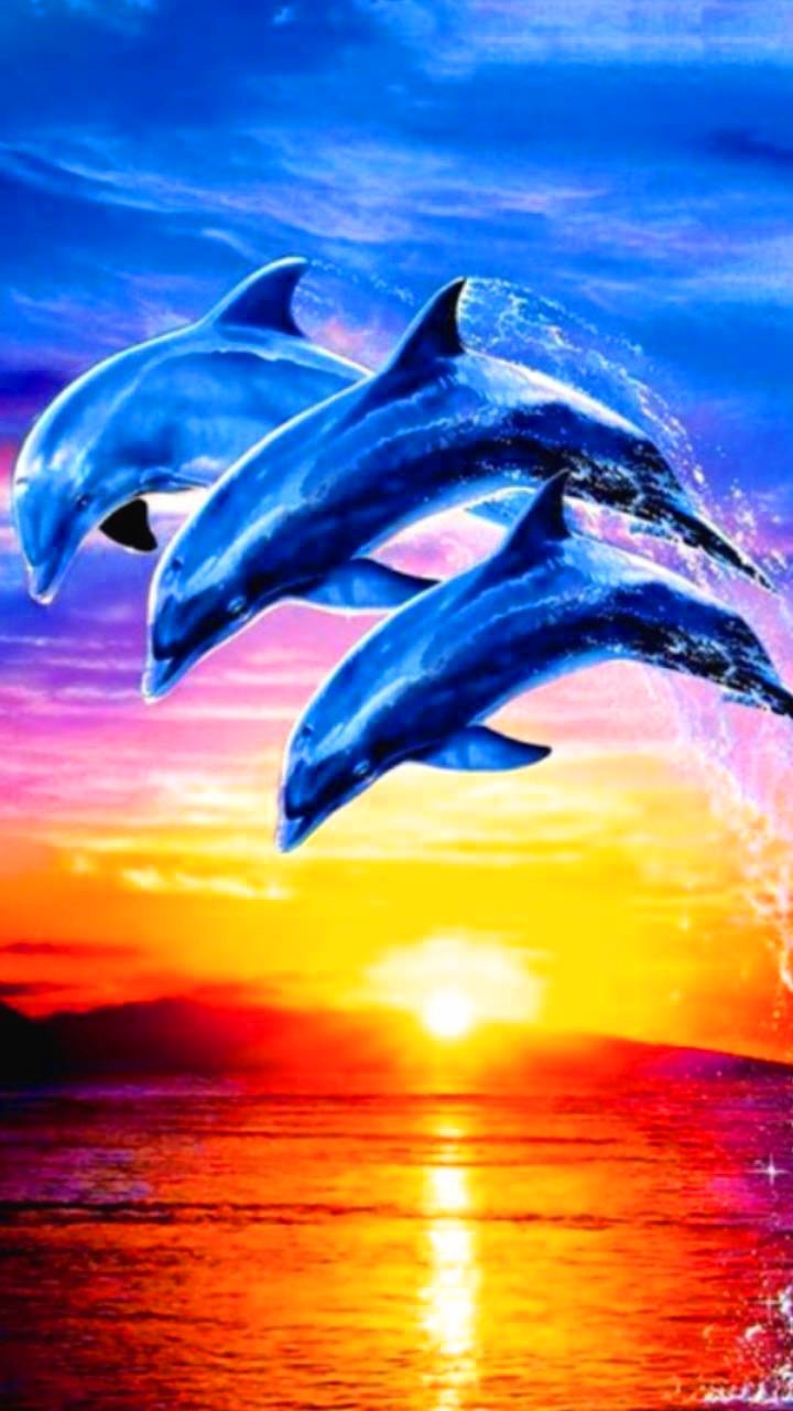 Sunset Dolphin Wallpaper 2