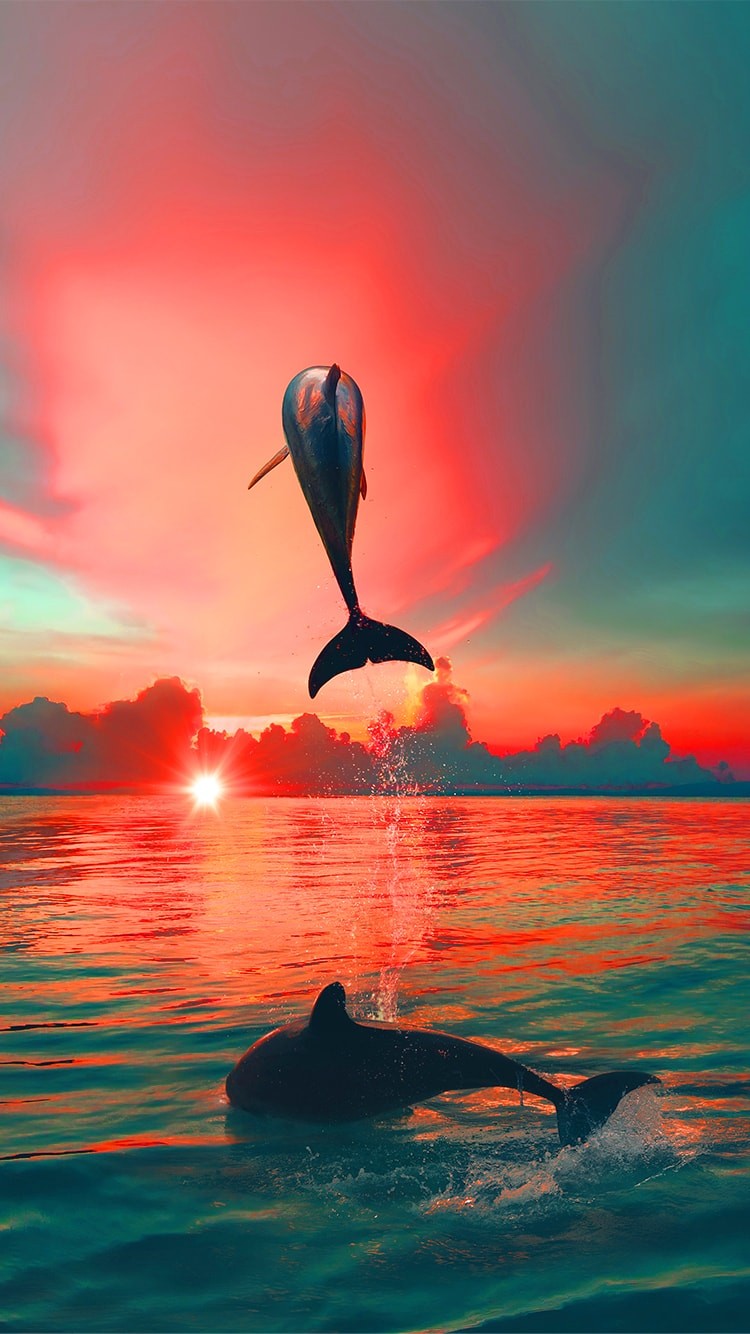 Sunset Dolphin Wallpaper 3