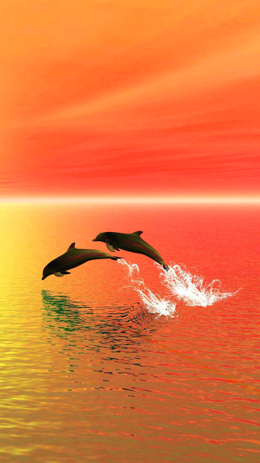 Sunset Dolphin Wallpaper 4