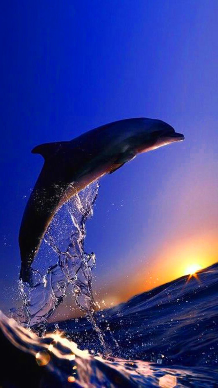 Sunset Dolphin Wallpaper 6