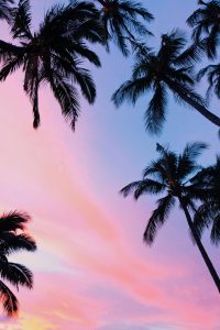 Sunset Palm Tree Wallpaper 2