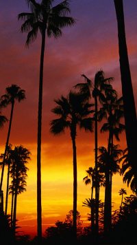 Sunset Palm Tree Wallpapers