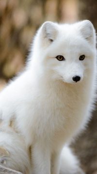 White Fox Wallpaper