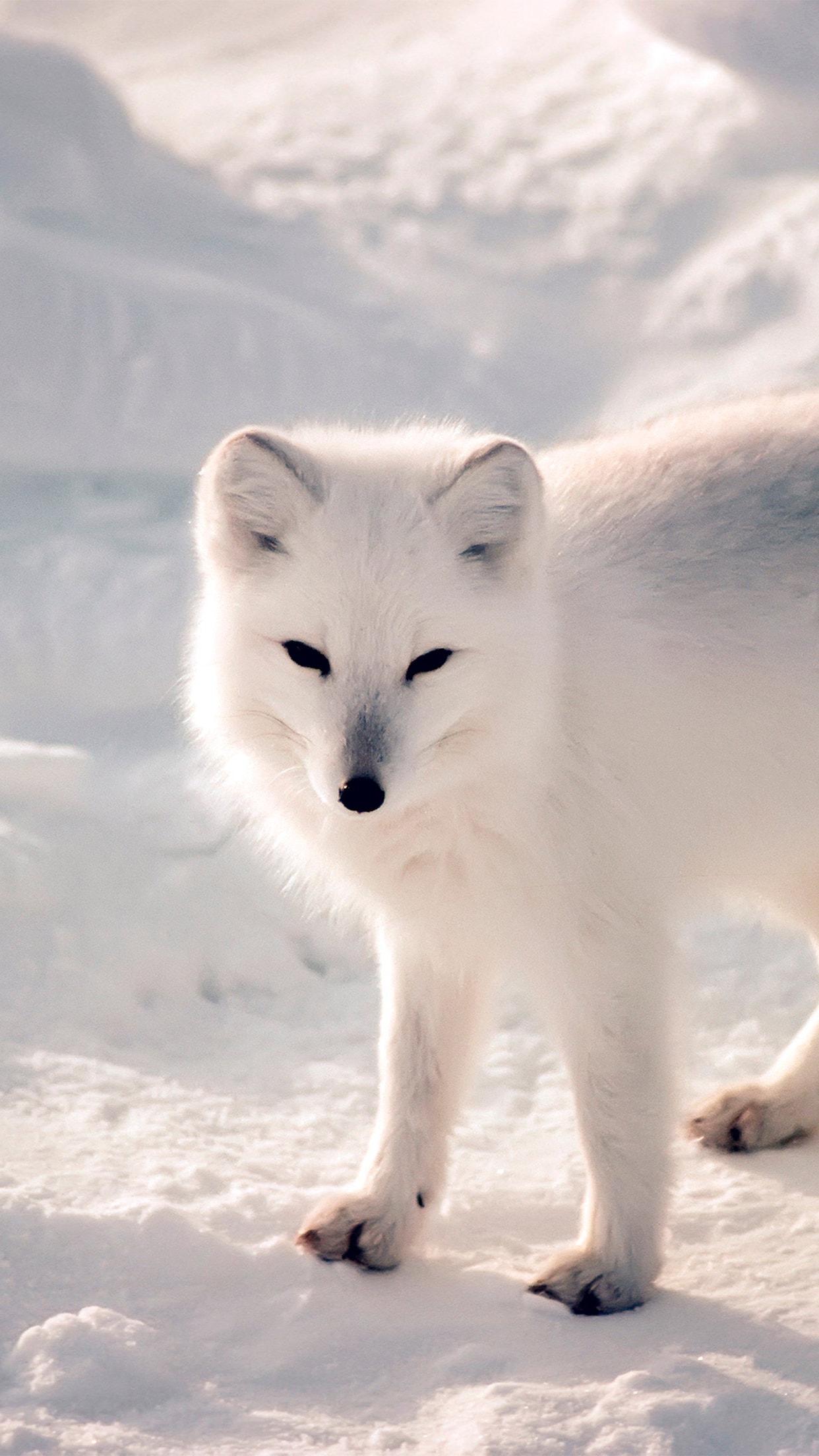 White Fox Wallpaper 1 White Fox Wallpaper 3