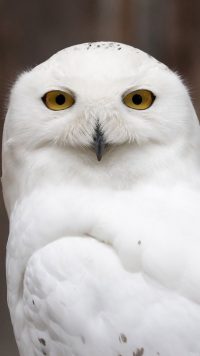 White Owl Wallpaper 2