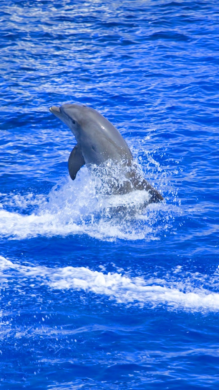 iPhone Dolphin Wallpaper 2