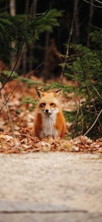 iPhone Fox Wallpaper 2