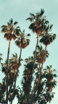 iPhone Palm Tree Wallpapers