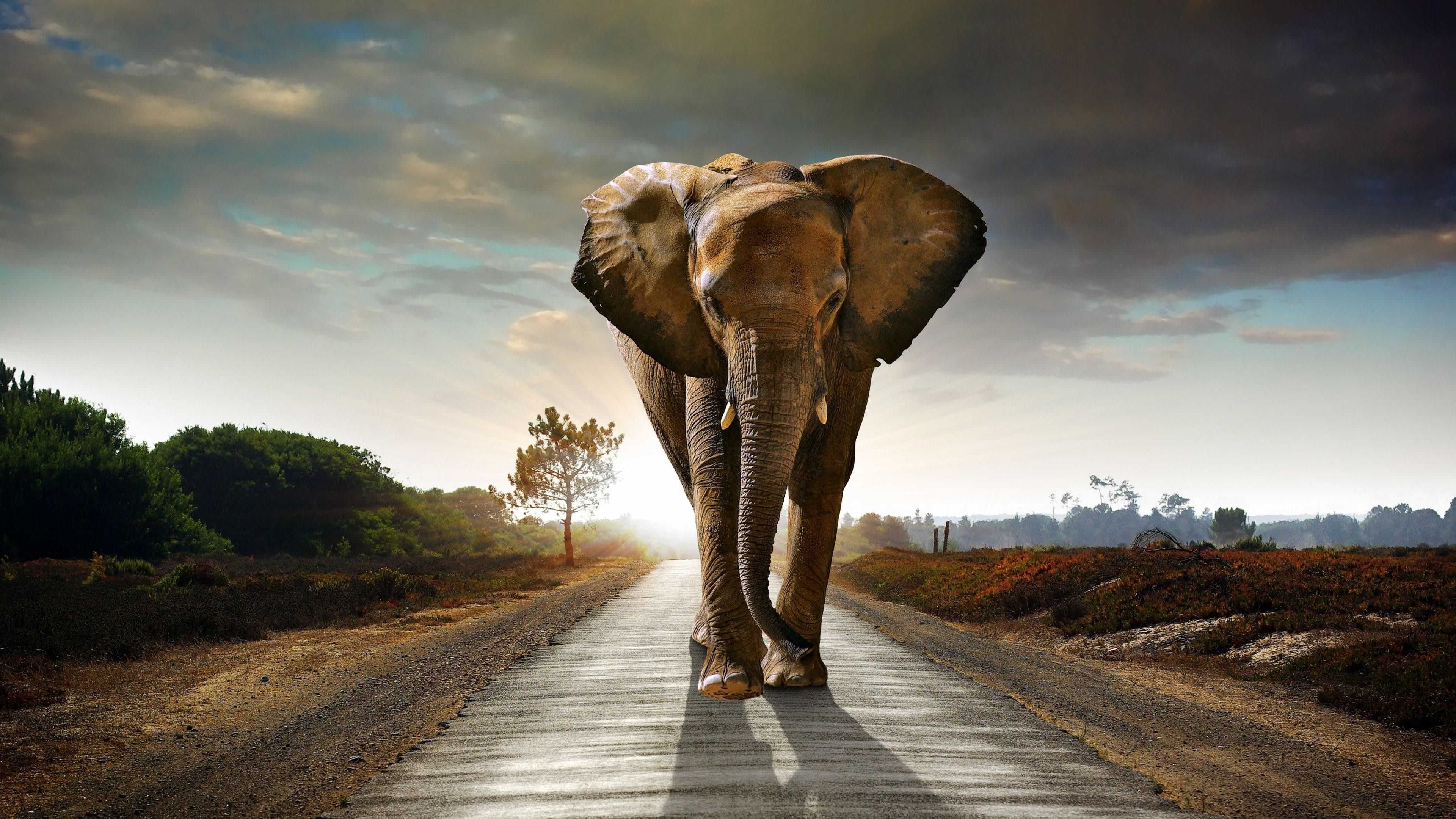 4K Elephant Wallpaper 1 4K Elephant Wallpaper