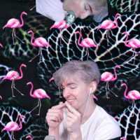 Albert Flamingo Background 6